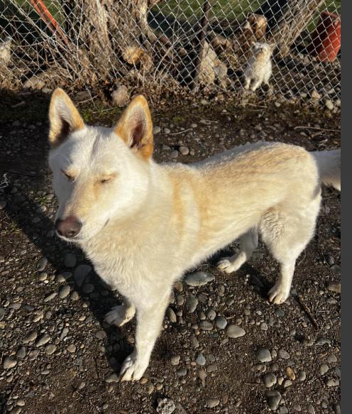 Enlarge Frankie, a Adoptable mixed breed in renton, WA image 1/4