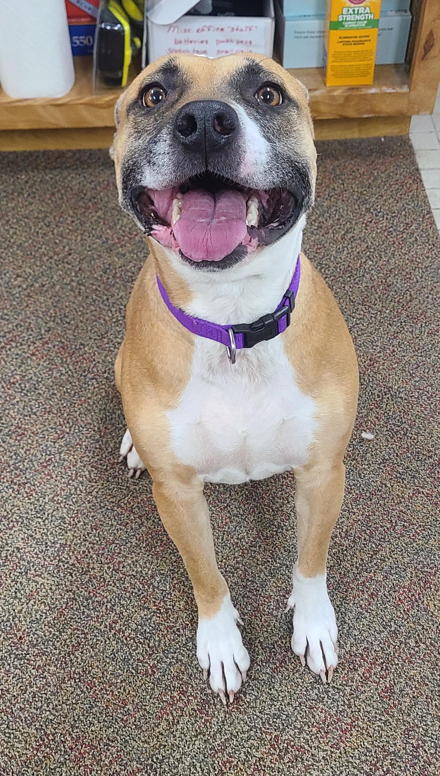 Enlarge Star, a ADOPTABLE Afghan Hound in Newcastle, WY image 2/3