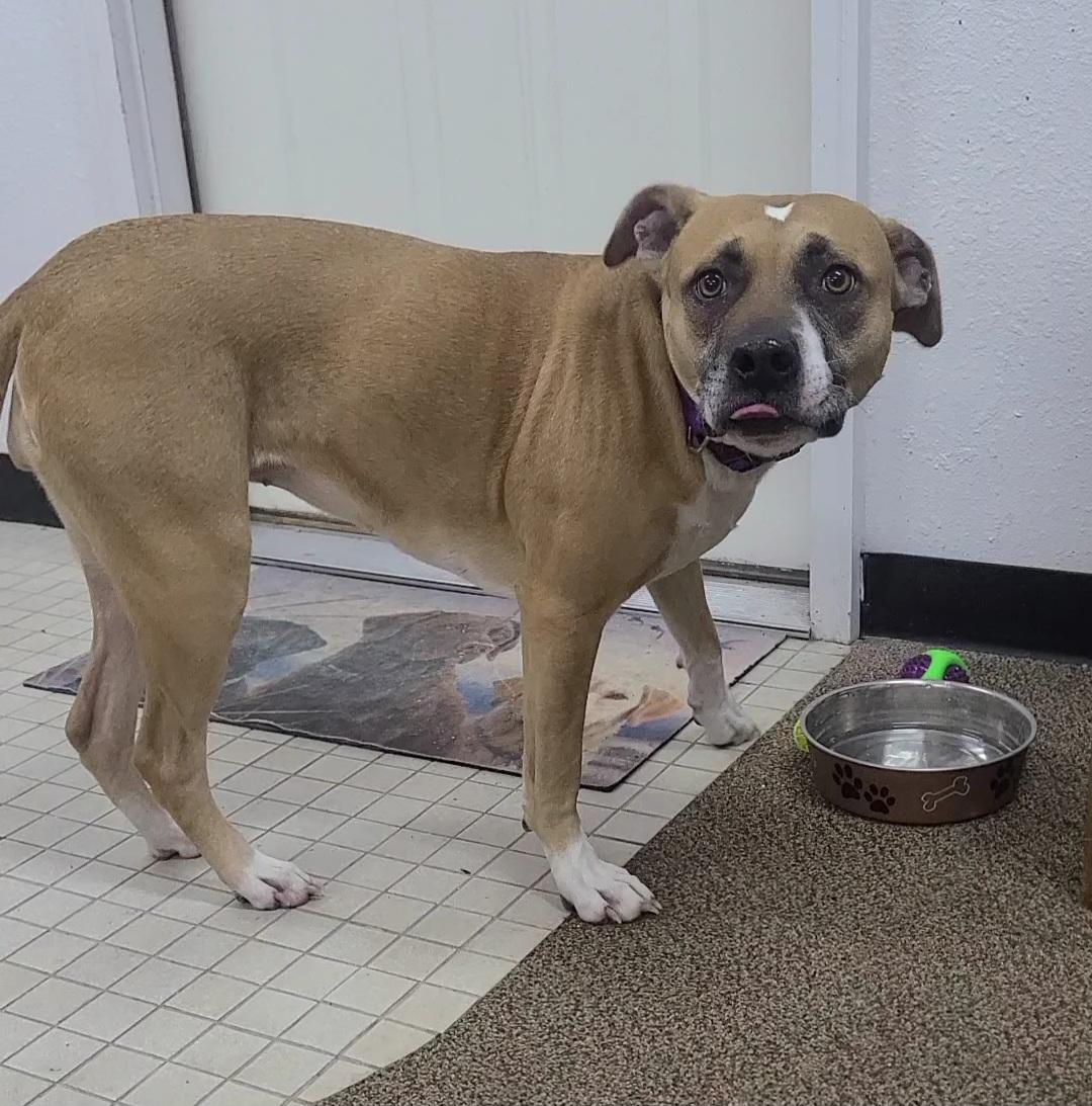 Enlarge Star, a ADOPTABLE Afghan Hound in Newcastle, WY image 3/3