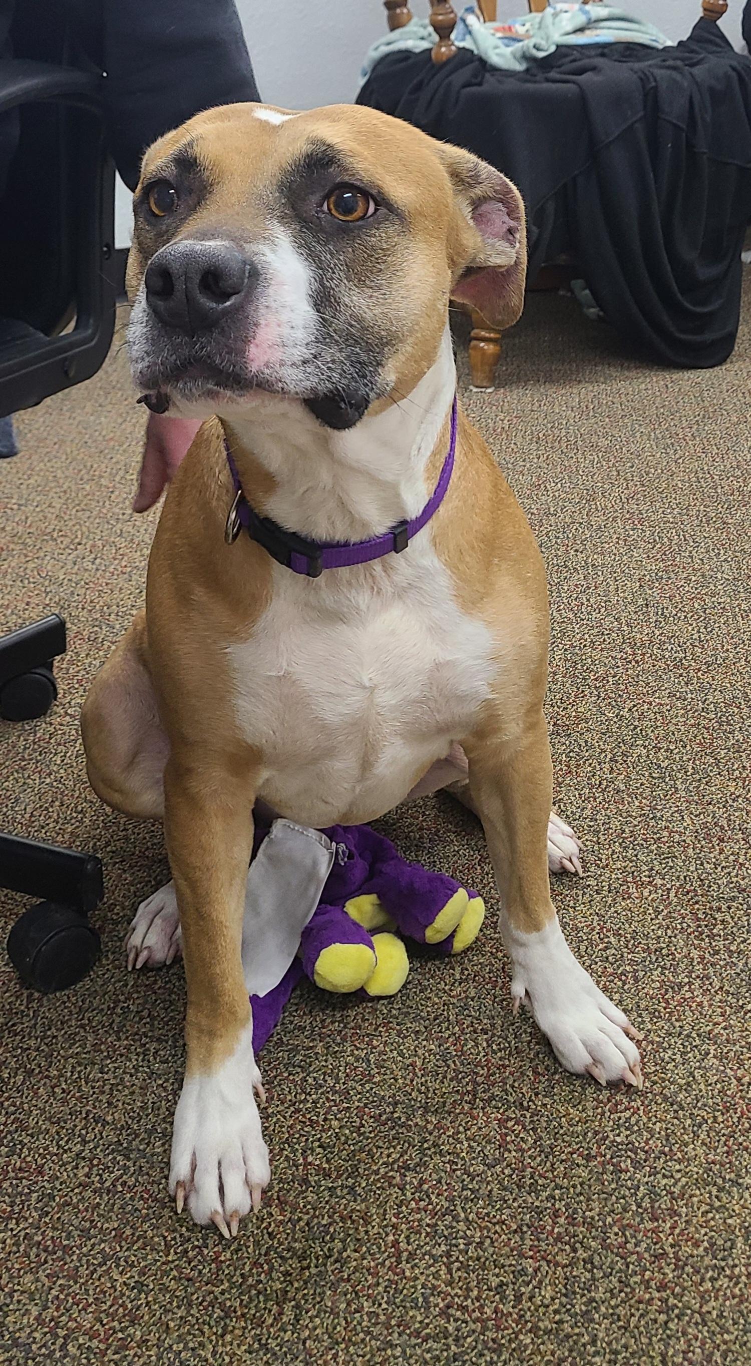 Star, ADOPTABLE, Adult Female Afghan Hound.