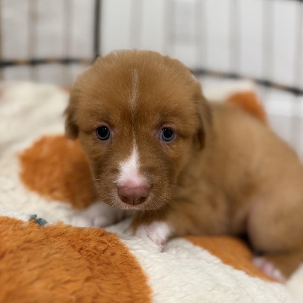 Ginger photo