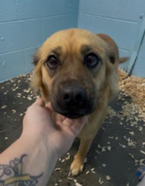 Grayson, a ADOPTABLE mixed breed in Crumpler, NC image 2/2