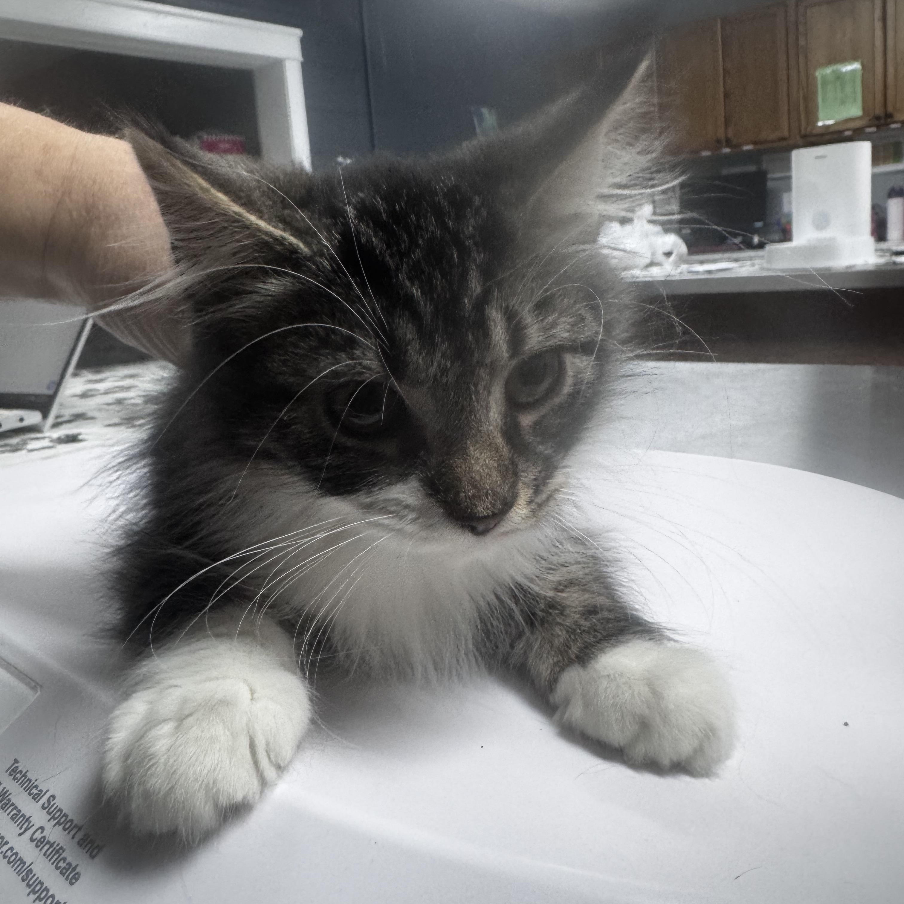 Enlarge Sylvester, a ADOPTABLE Domestic Medium Hair in Pottsville, PA image 2/3