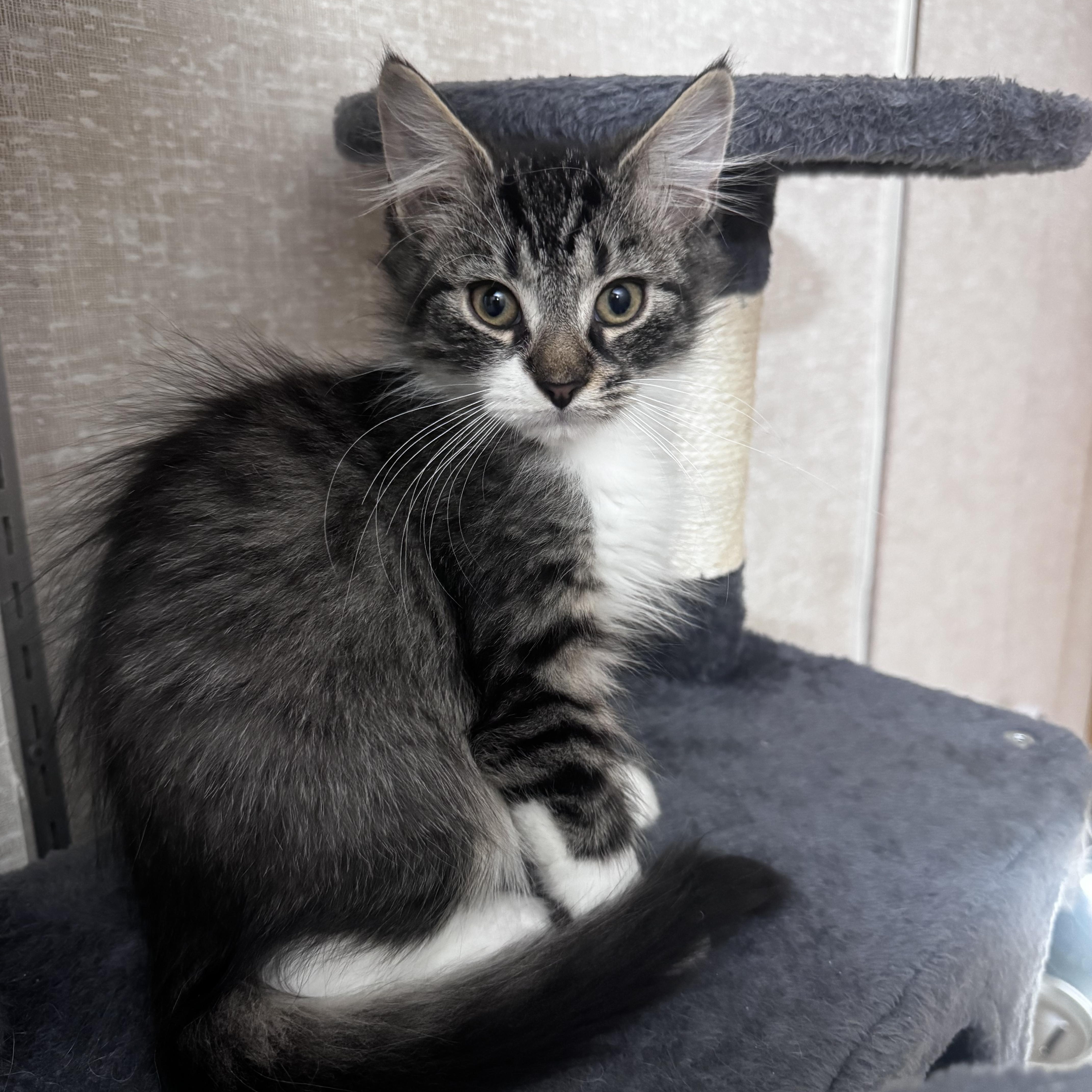 Enlarge Sylvester, a ADOPTABLE Domestic Medium Hair in Pottsville, PA image 1/3