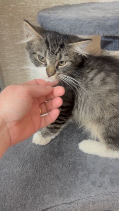 Enlarge Sylvester, a ADOPTABLE Domestic Medium Hair in Pottsville, PA video 3/3
