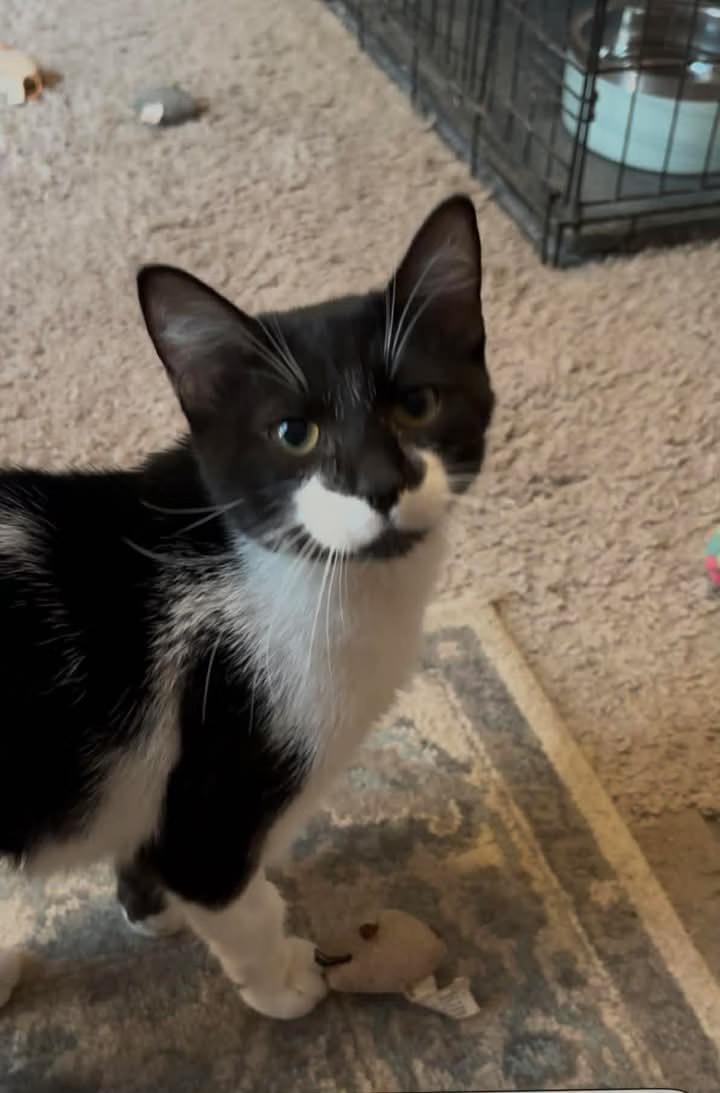 Peewee, a Adoptable Domestic Short Hair in Mount Pleasant, TX image 1/3