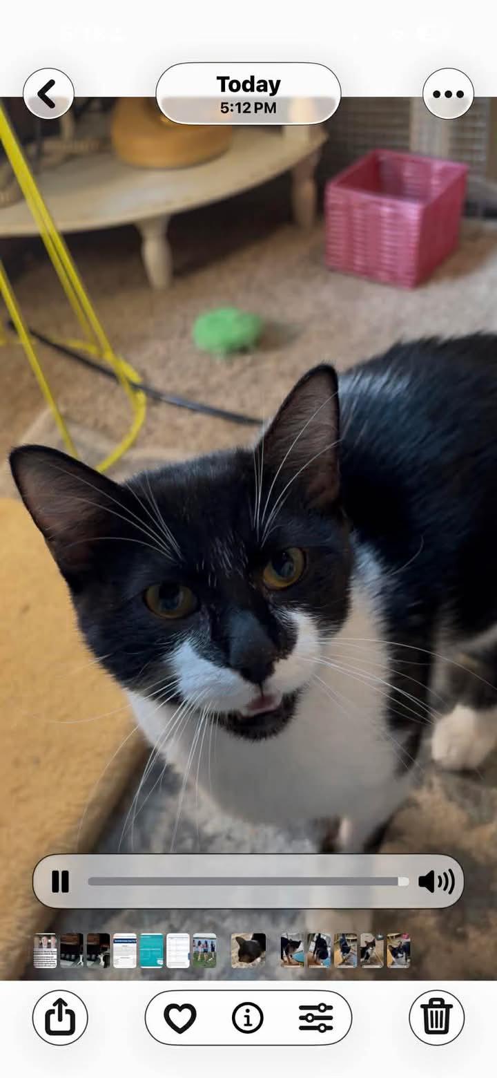 Peewee, a ADOPTABLE Domestic Short Hair in Mount Pleasant, TX image 3/3