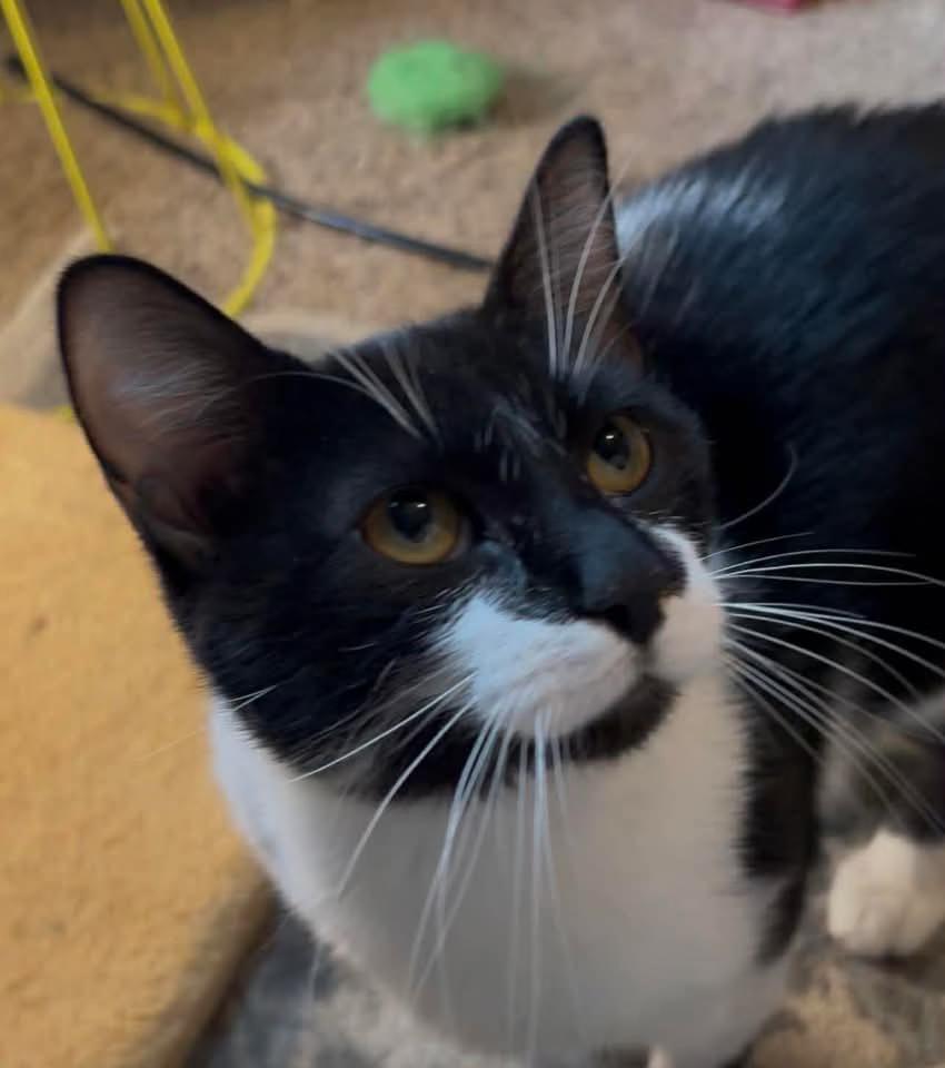 Peewee, a Adoptable Domestic Short Hair in Mount Pleasant, TX image 3/3