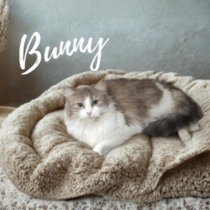 Enlarge Bunny, an adopted Domestic Medium Hair in Greensburg, PA image 1/1
