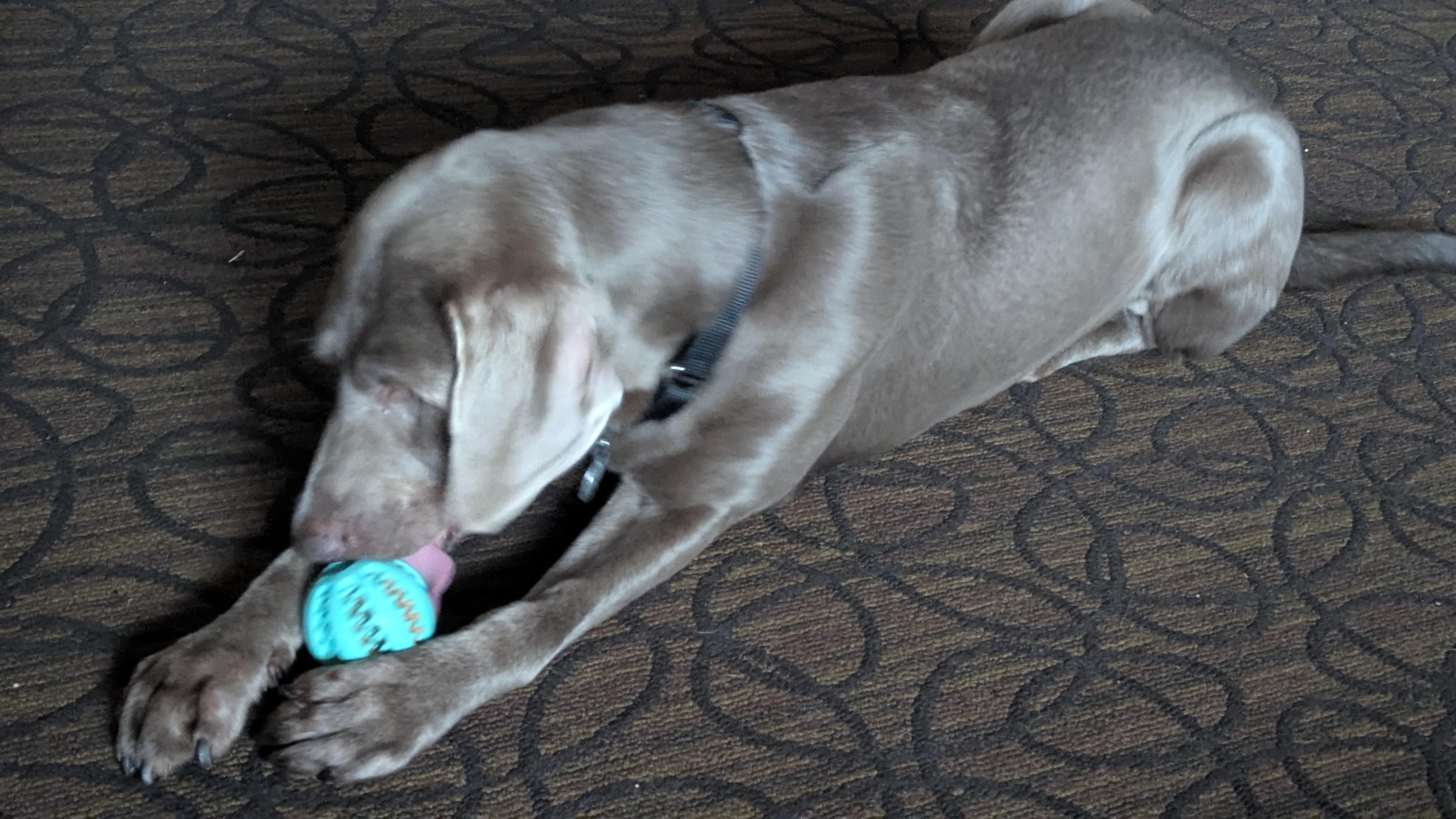 Enlarge Grace, an adoptable Labrador Retriever in Warrington, PA image 3/6