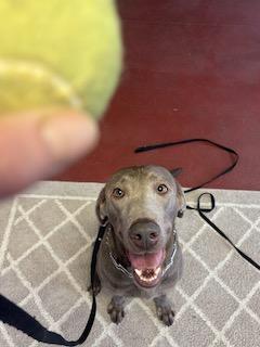 Enlarge Grace, an adoptable Labrador Retriever in Warrington, PA image 6/6