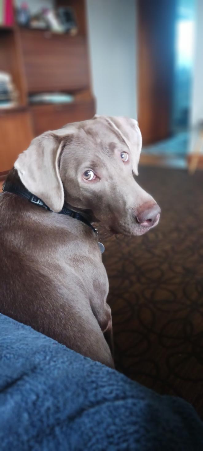 Enlarge Grace, an adoptable Labrador Retriever in Warrington, PA image 4/6