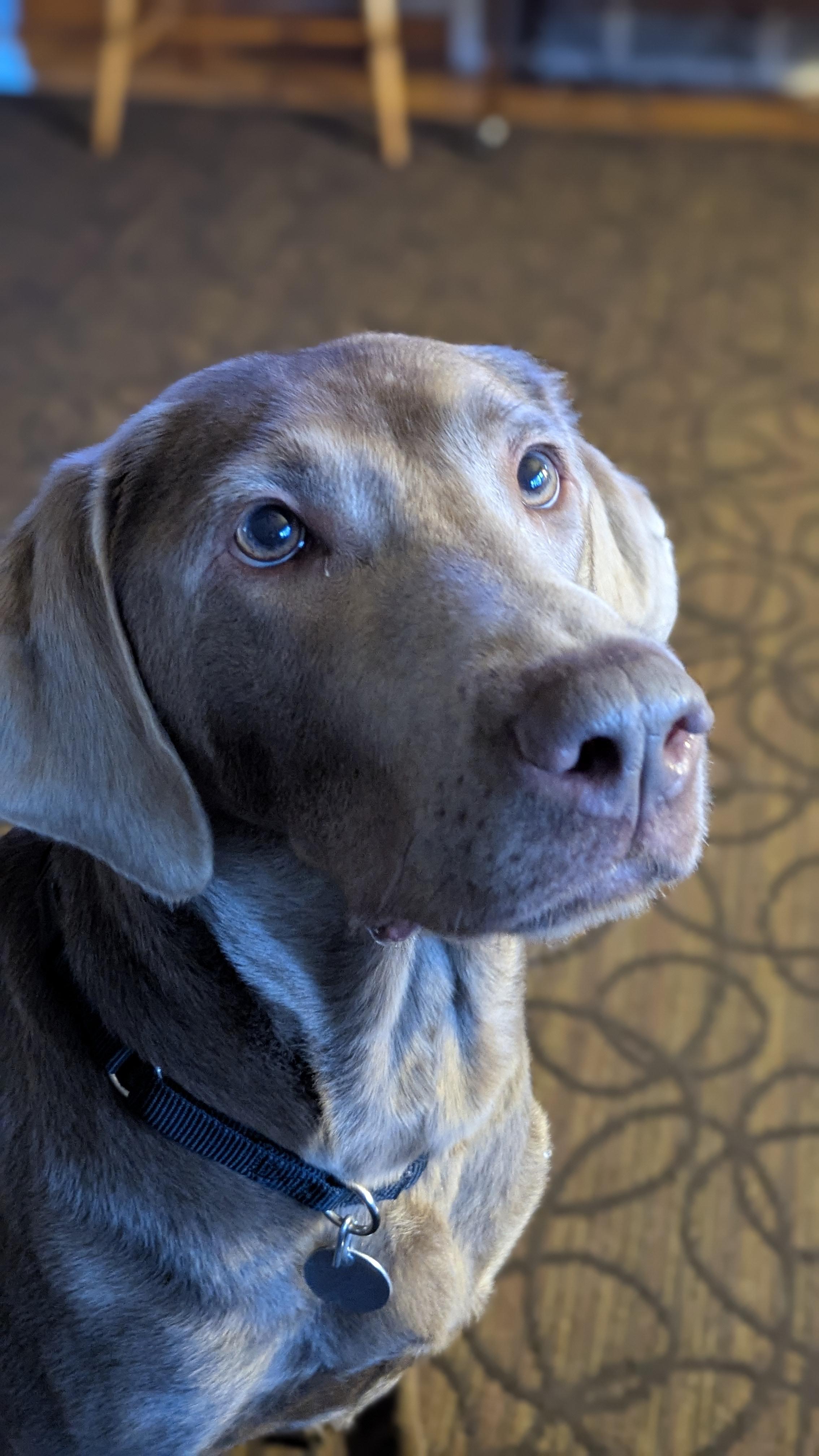 Enlarge Grace, an adoptable Labrador Retriever in Warrington, PA image 2/6