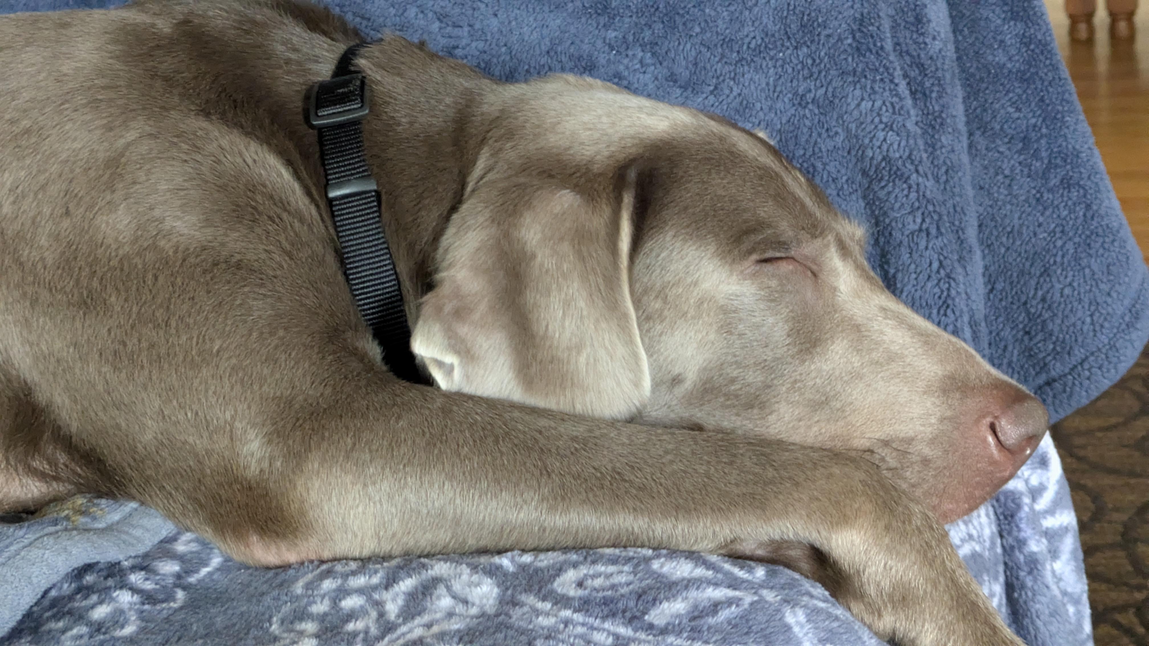 Enlarge Grace, an adoptable Labrador Retriever in Warrington, PA image 5/6