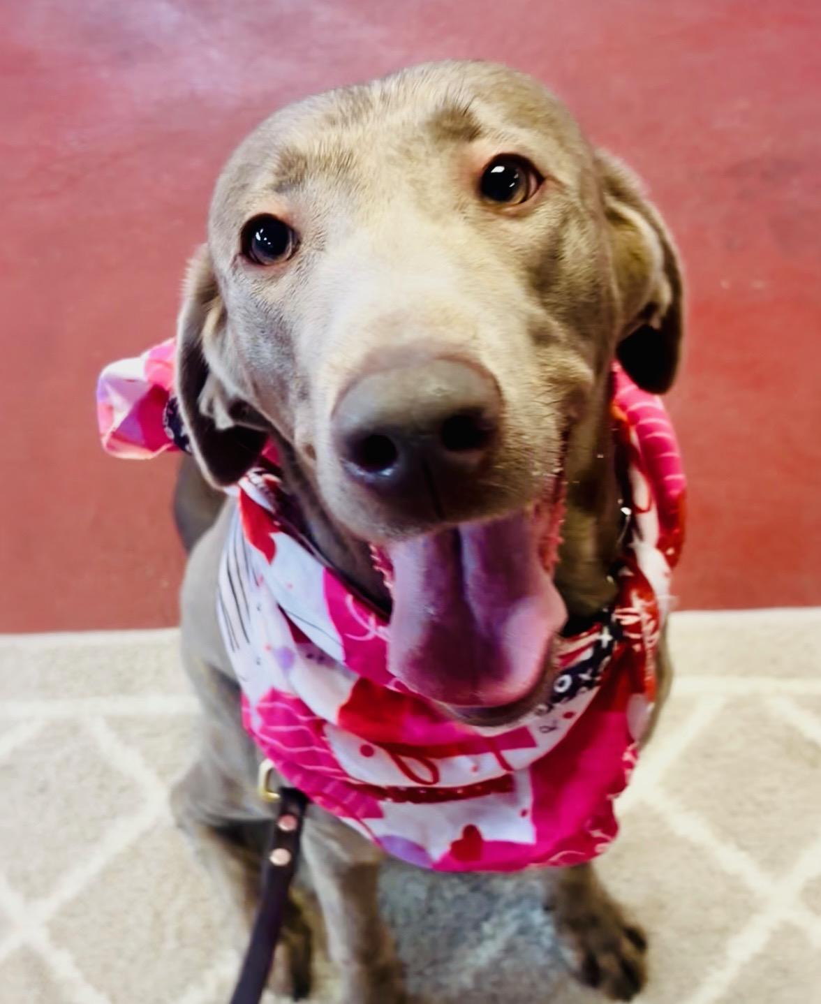 Enlarge Grace, an adoptable Labrador Retriever in Warrington, PA image 1/6