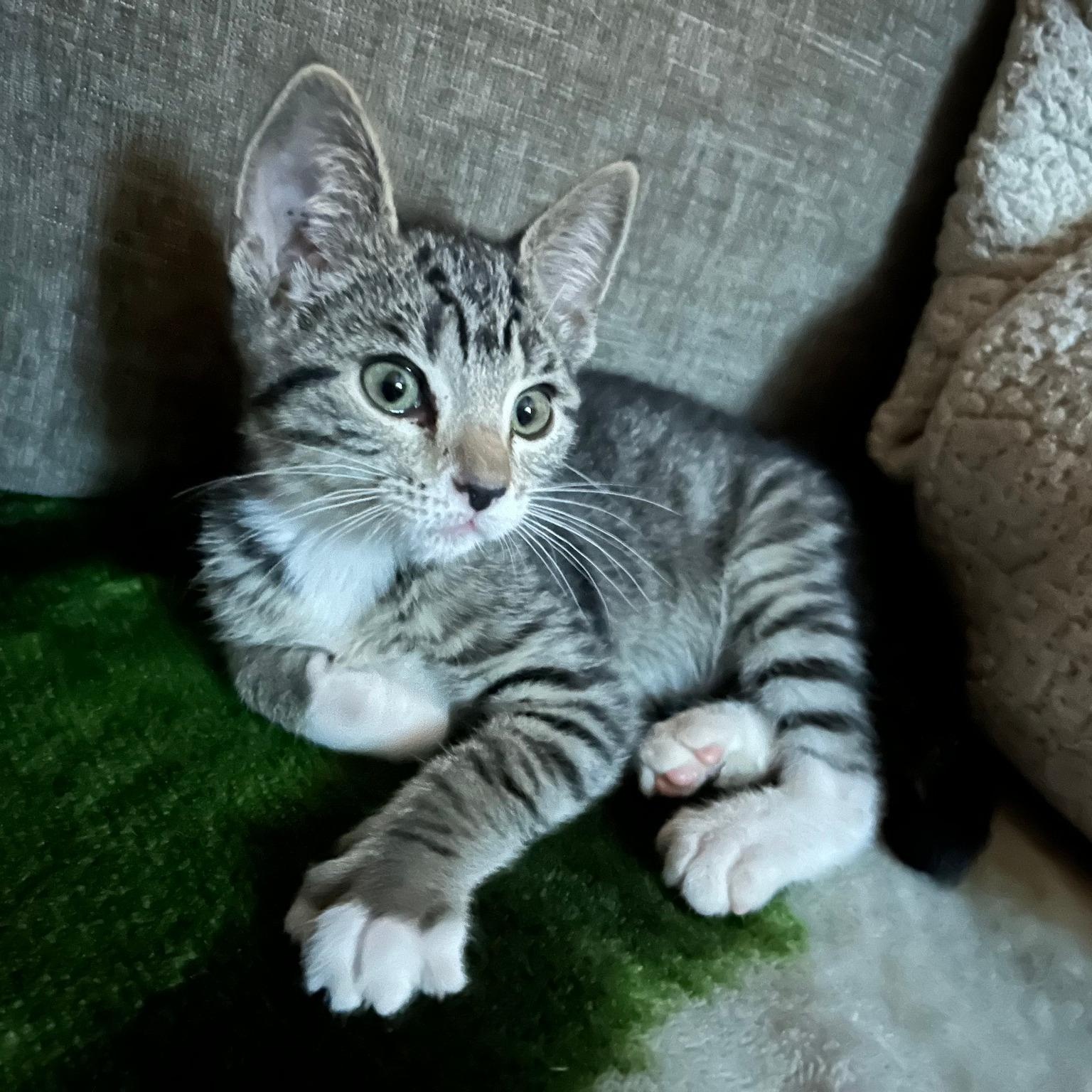 JAMES, a Adoptable Tabby in Flint, TX image 1/2