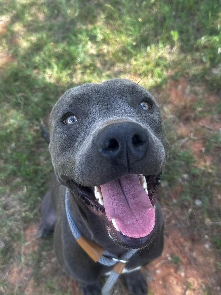 Jinx, Adoptable, Young Male Pit Bull Terrier.