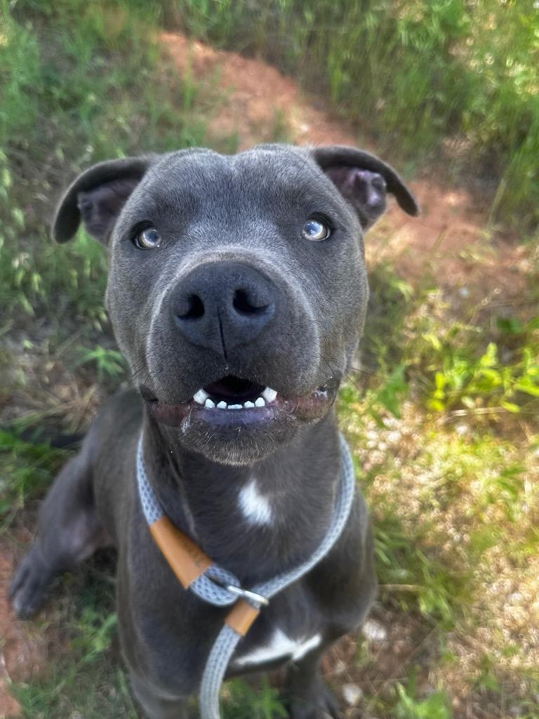 Enlarge Jinx, a Adoptable Pit Bull Terrier in Newcastle, OK image 2/4