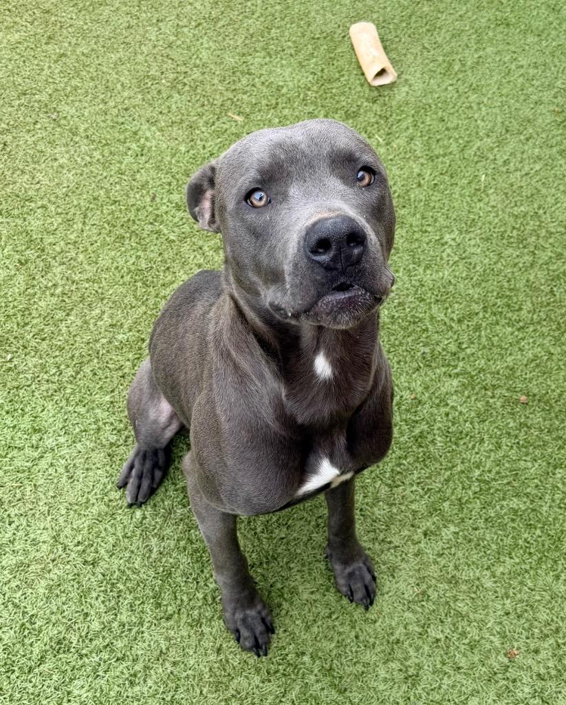 Enlarge Jinx, a Adoptable Pit Bull Terrier in Newcastle, OK image 3/4