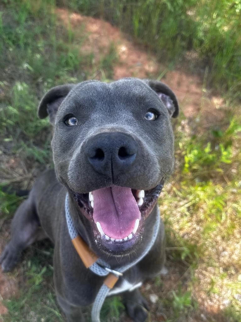 Enlarge Jinx, a Adoptable Pit Bull Terrier in Newcastle, OK image 4/4
