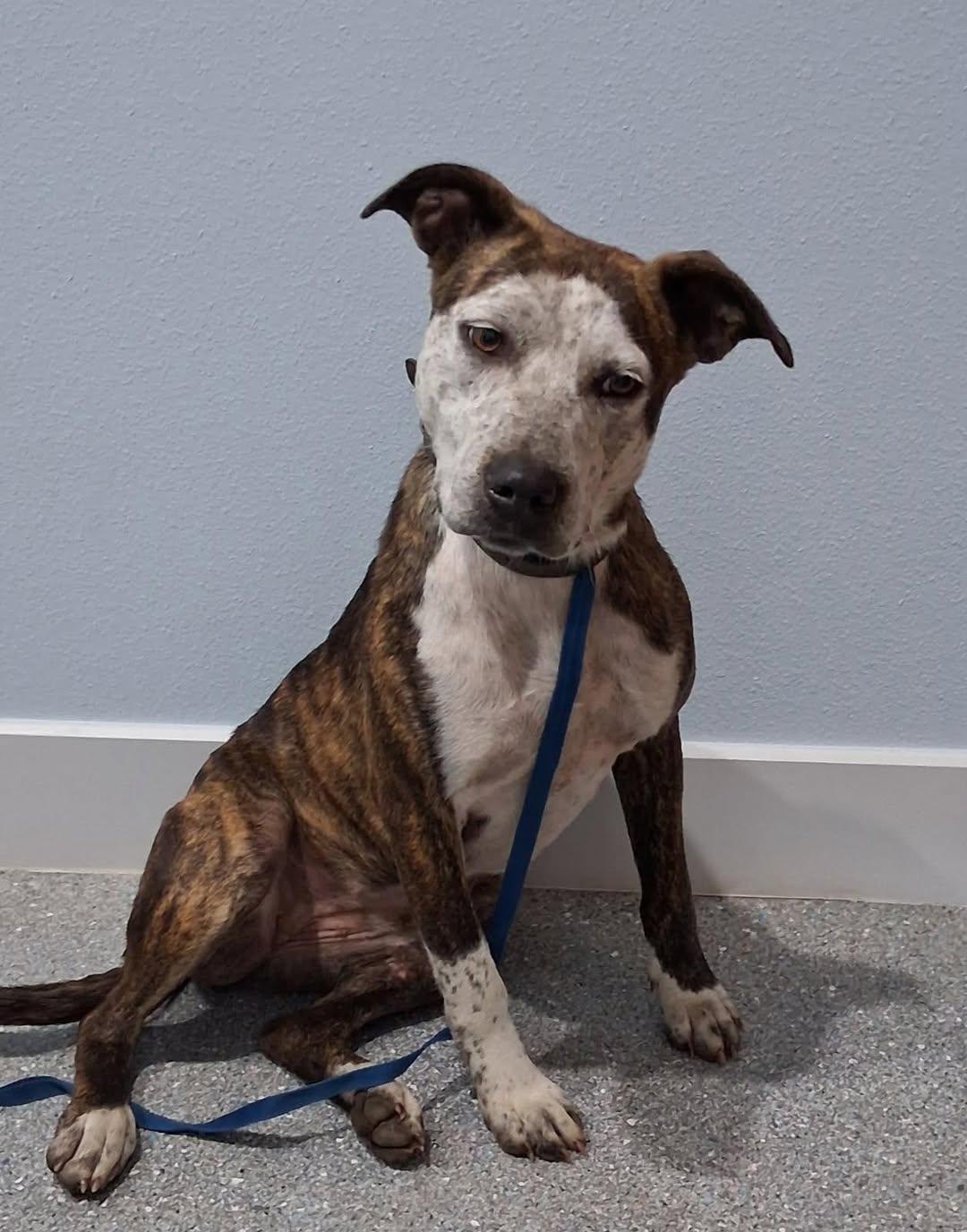 Hattie, adopted, Young Female Mixed Breed.