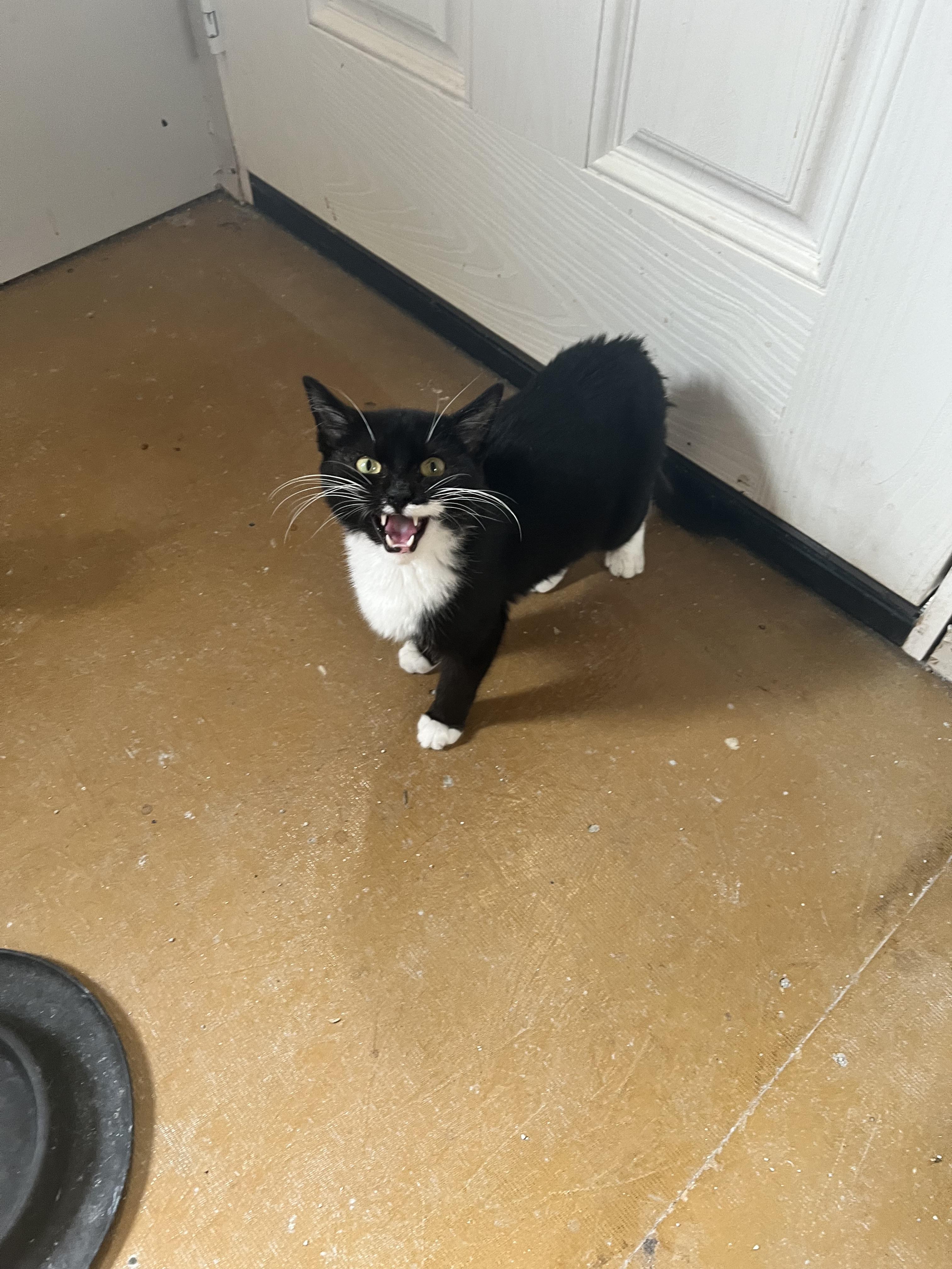 Enlarge Justin, a Adoptable Domestic Short Hair in Sneads Ferry, NC image 1/1