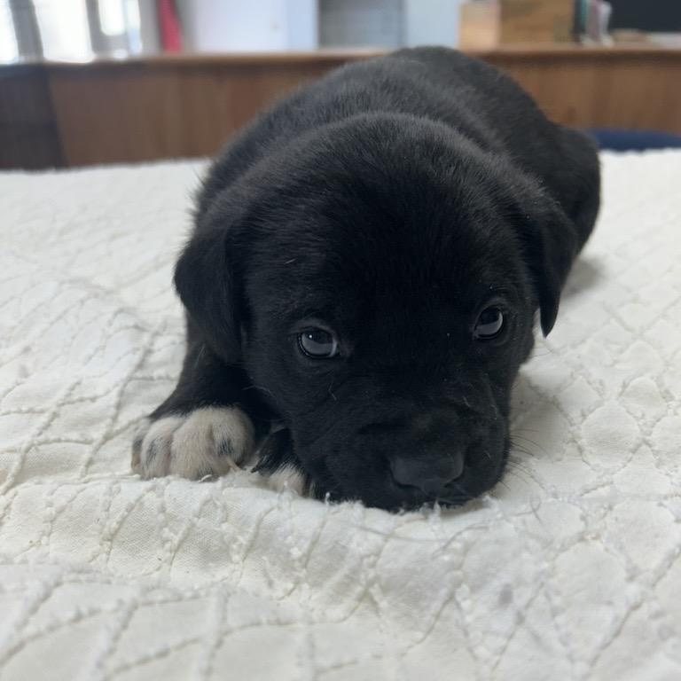 Enlarge Baby Boomer , a Adoptable mixed breed in Reston, VA image 4/4