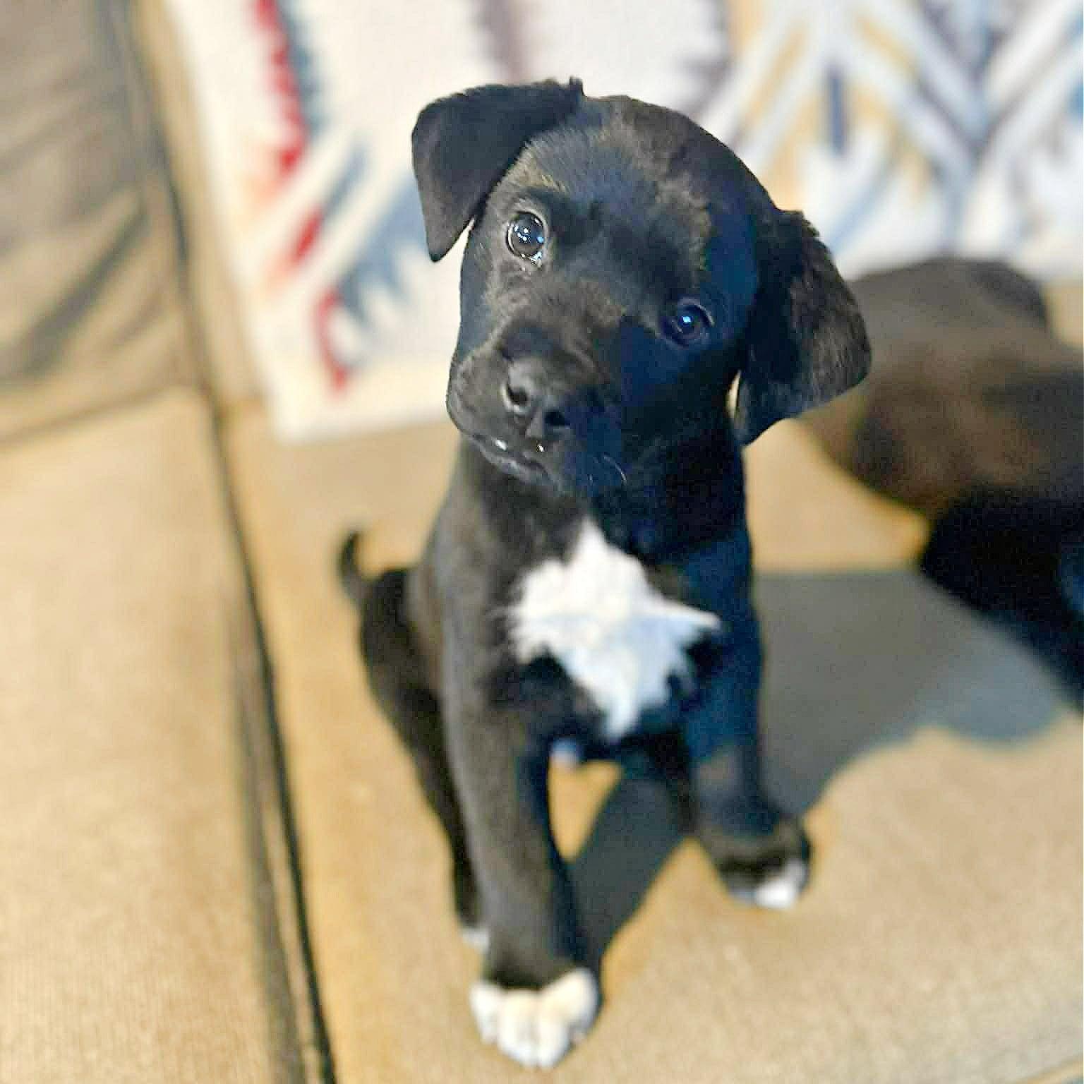 Baby Boomer , Adoptable, Puppy Male Labrador Retriever.