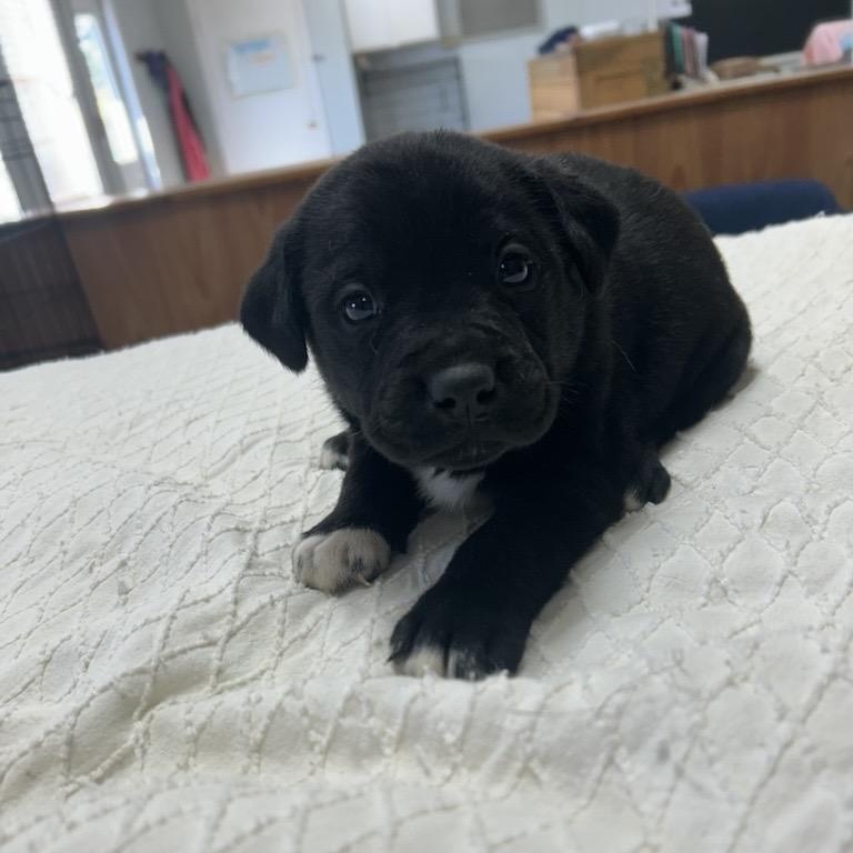 Enlarge Baby Boomer , a Adoptable mixed breed in Reston, VA image 3/4