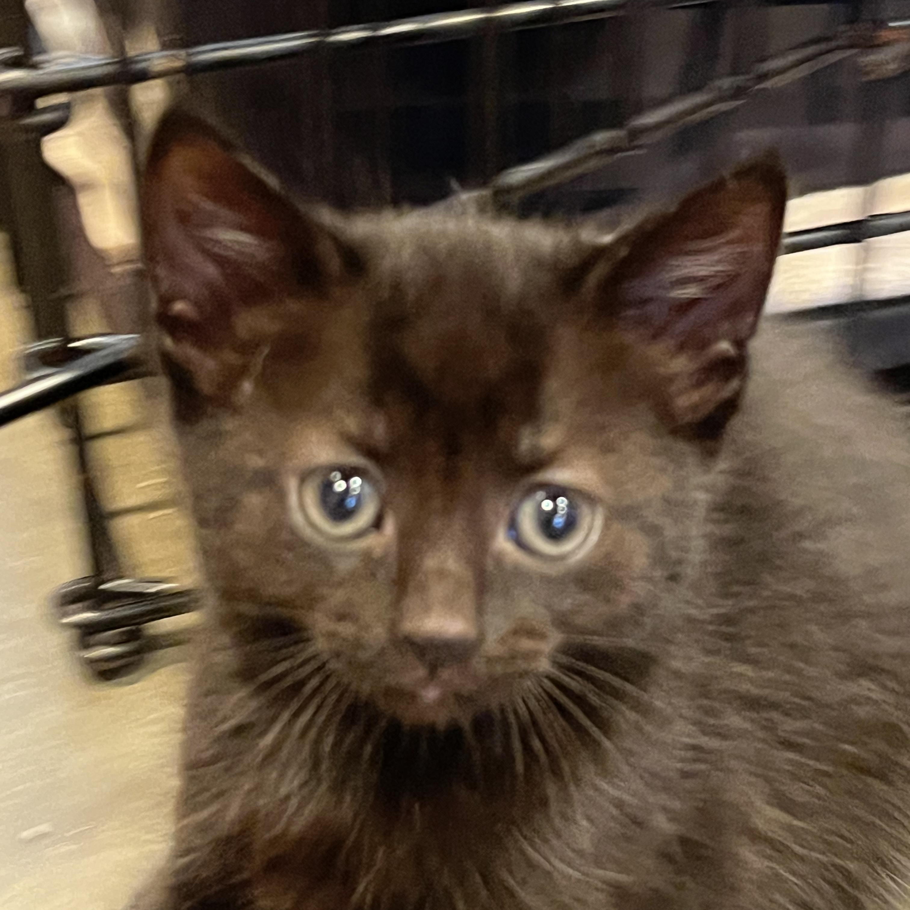 Enlarge Catfish, an adopted Domestic Short Hair in Salisbury, NC image 2/5