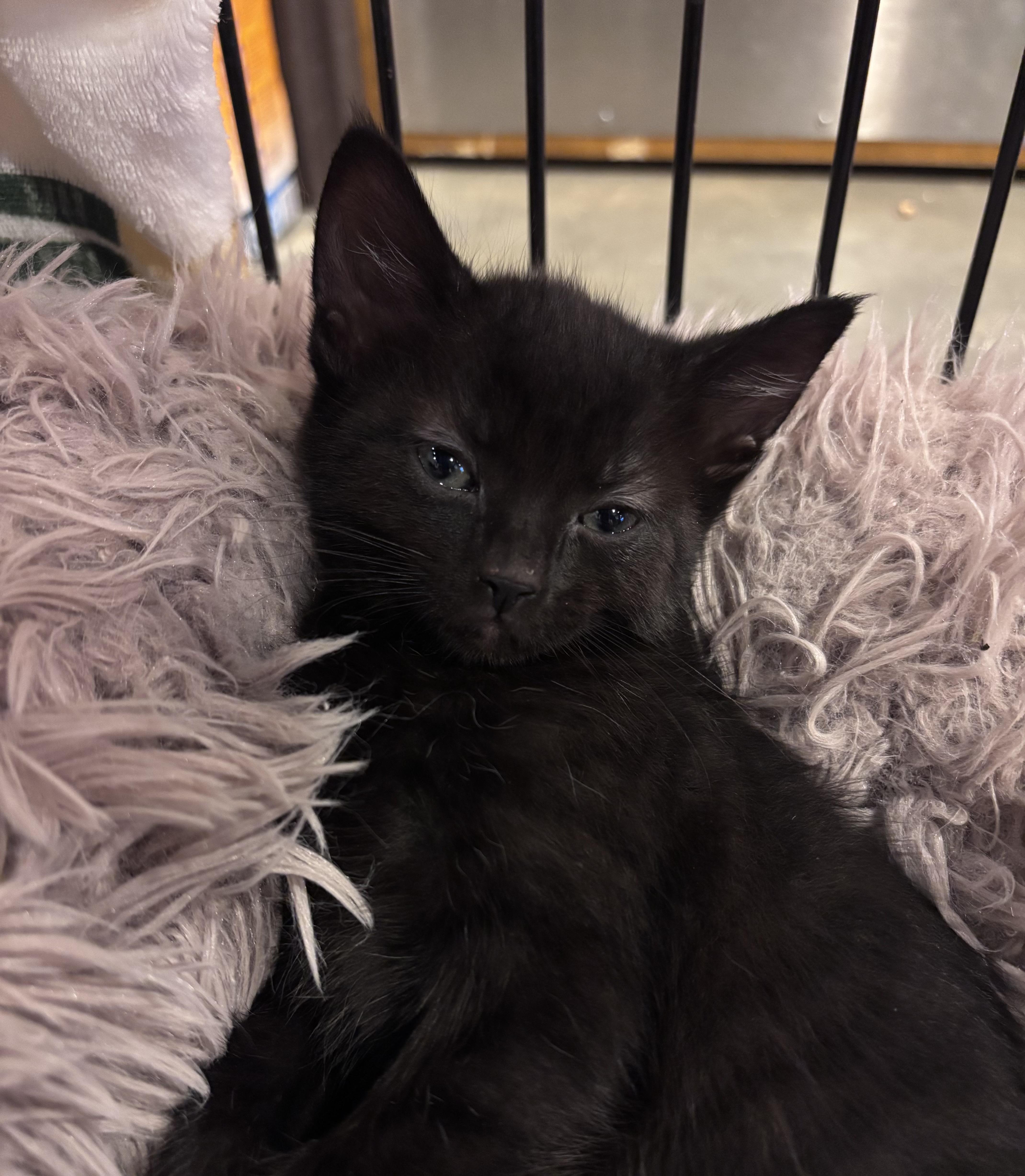 Catfish, adopted, Kitten Female Domestic Short Hair.