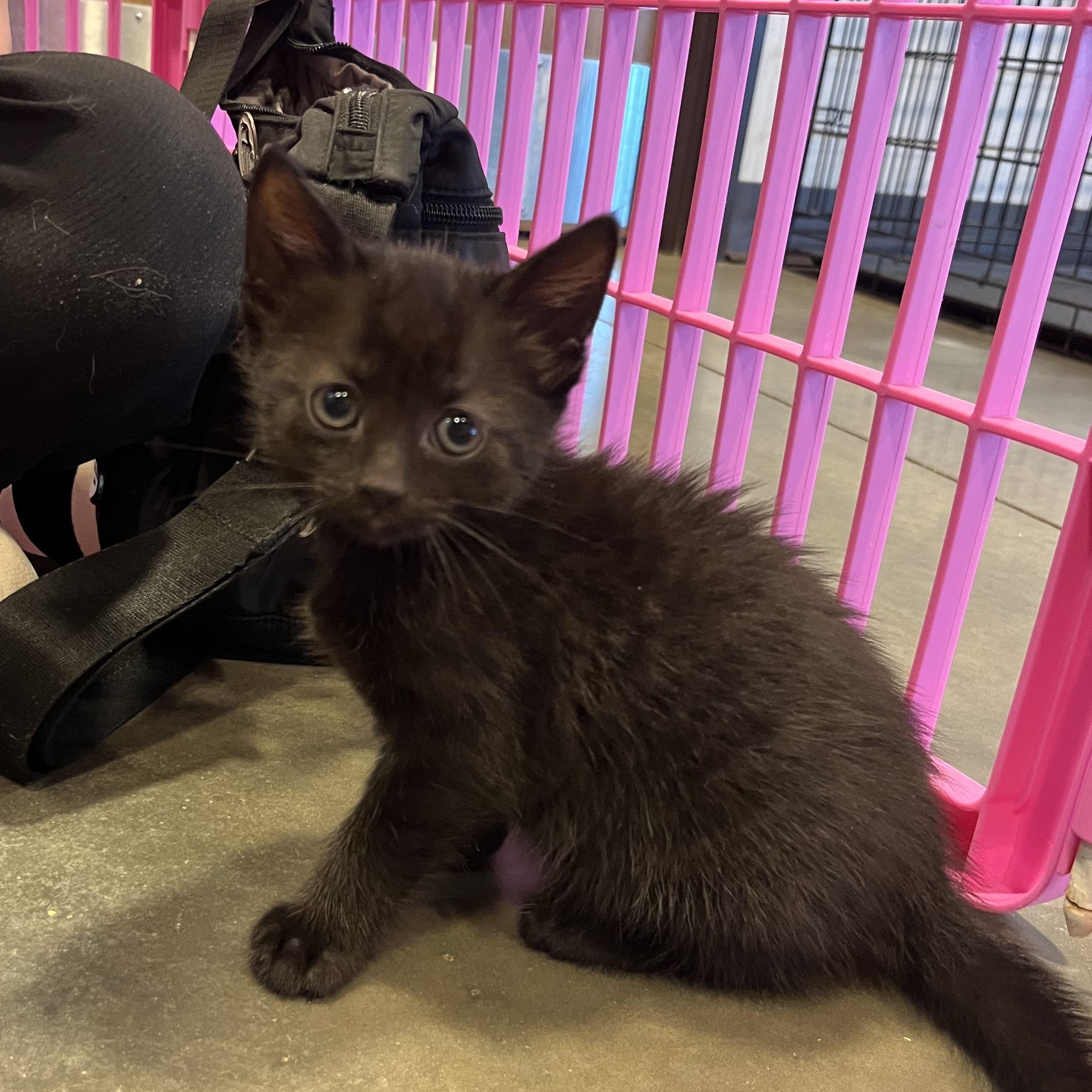 Enlarge Catfish, an adopted Domestic Short Hair in Salisbury, NC image 3/5