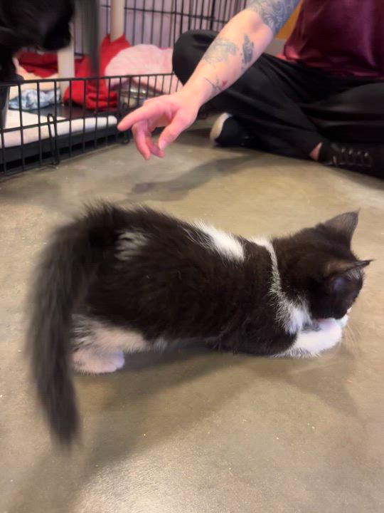 Enlarge Catfish, an adopted Domestic Short Hair in Salisbury, NC video 5/5