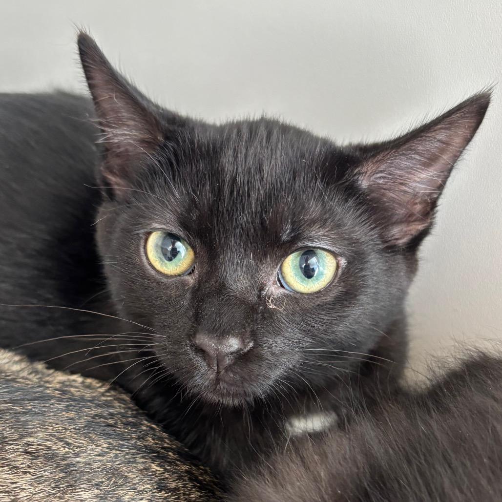 Lincoln, Adoptable, Kitten Male Domestic Short Hair.