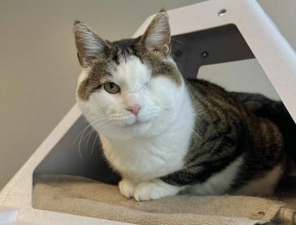 Enlarge Jack, a Adoptable mixed breed in Twinsburg, OH image 2/3