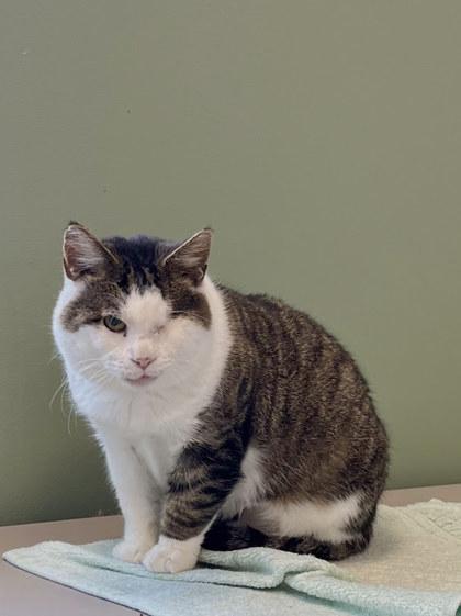 Enlarge Jack, a Adoptable mixed breed in Twinsburg, OH image 3/3