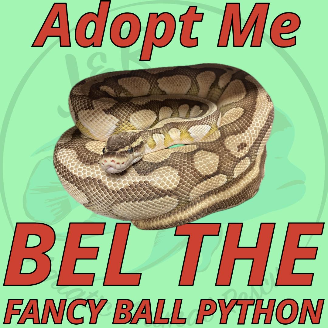 Bel the Fancy Ball Python, Adult Male unknown