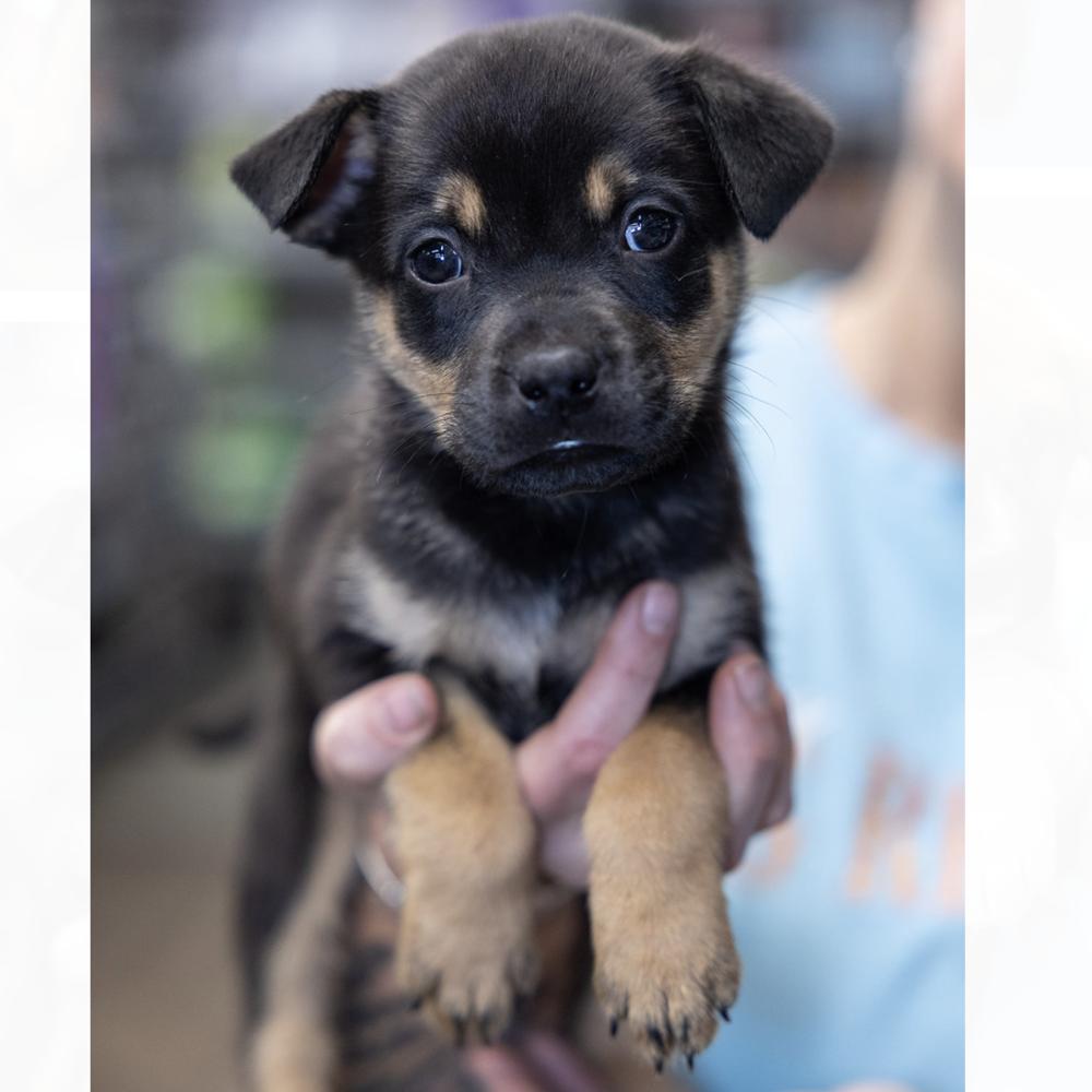 Dallas, Adoptable, Puppy Male Shepherd.