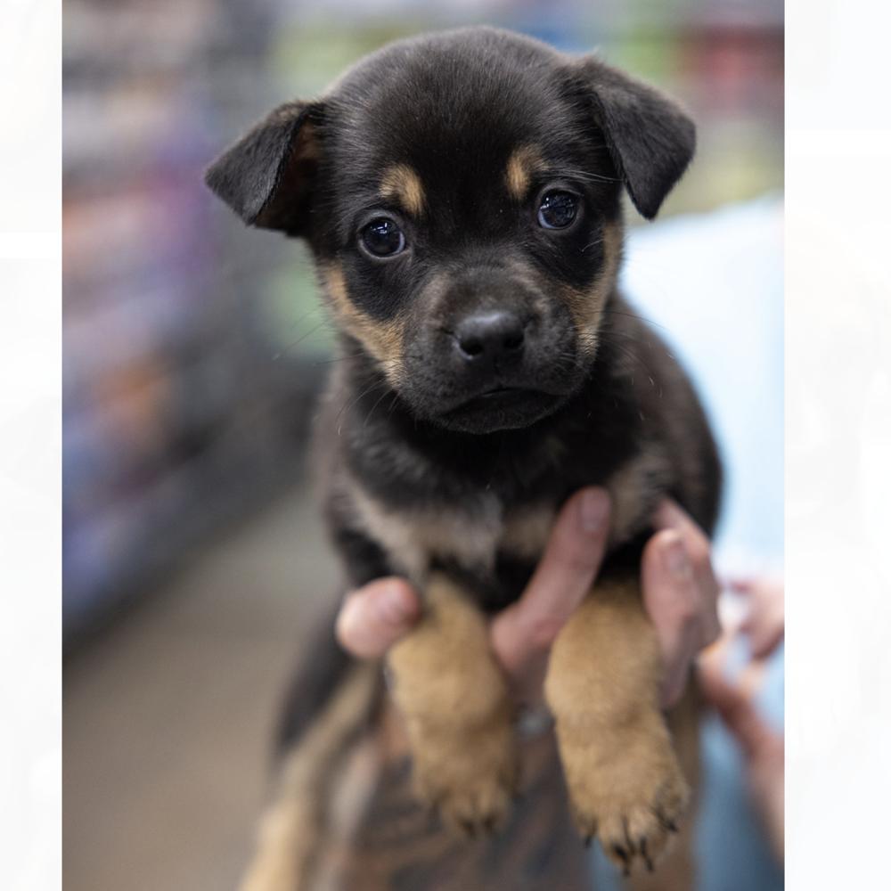 Enlarge Dallas, a Adoptable mixed breed in Clovis, NM image 2/2