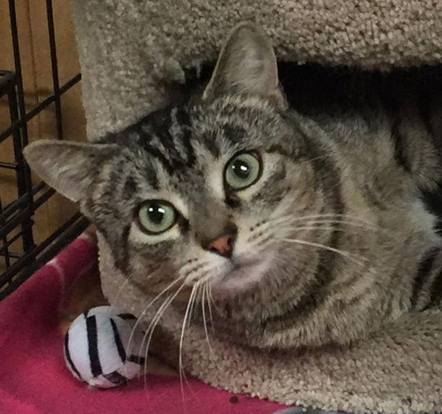 Enlarge Brownie, a Adoptable Domestic Short Hair in Lutherville, MD image 3/6