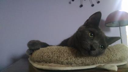 Ashes, Adoptable, Senior Female Domestic Short Hair & Domestic Short Hair.