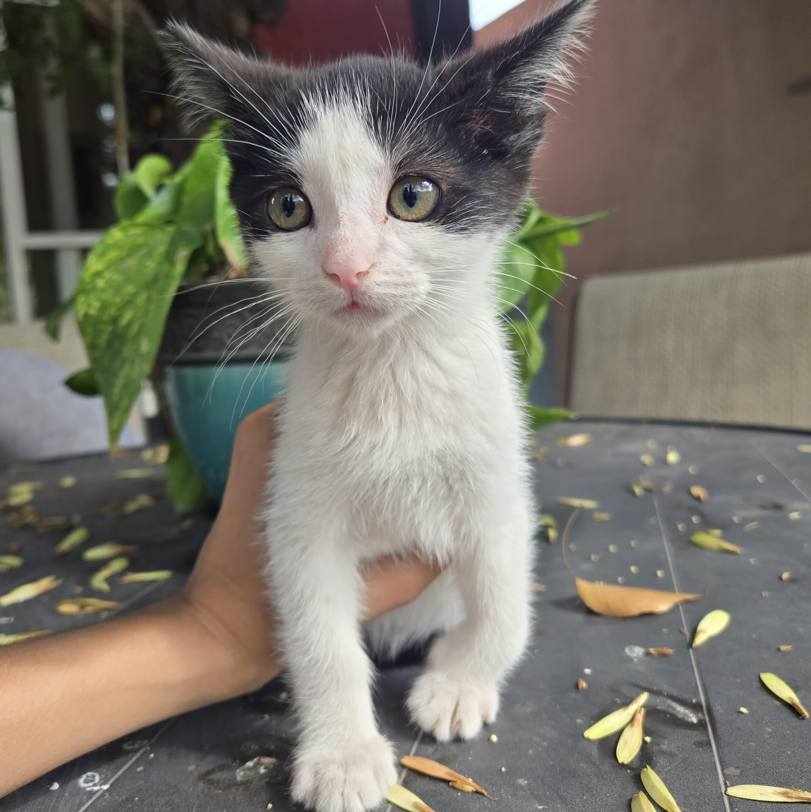 oliver, Adoptable, Kitten Male Tuxedo.