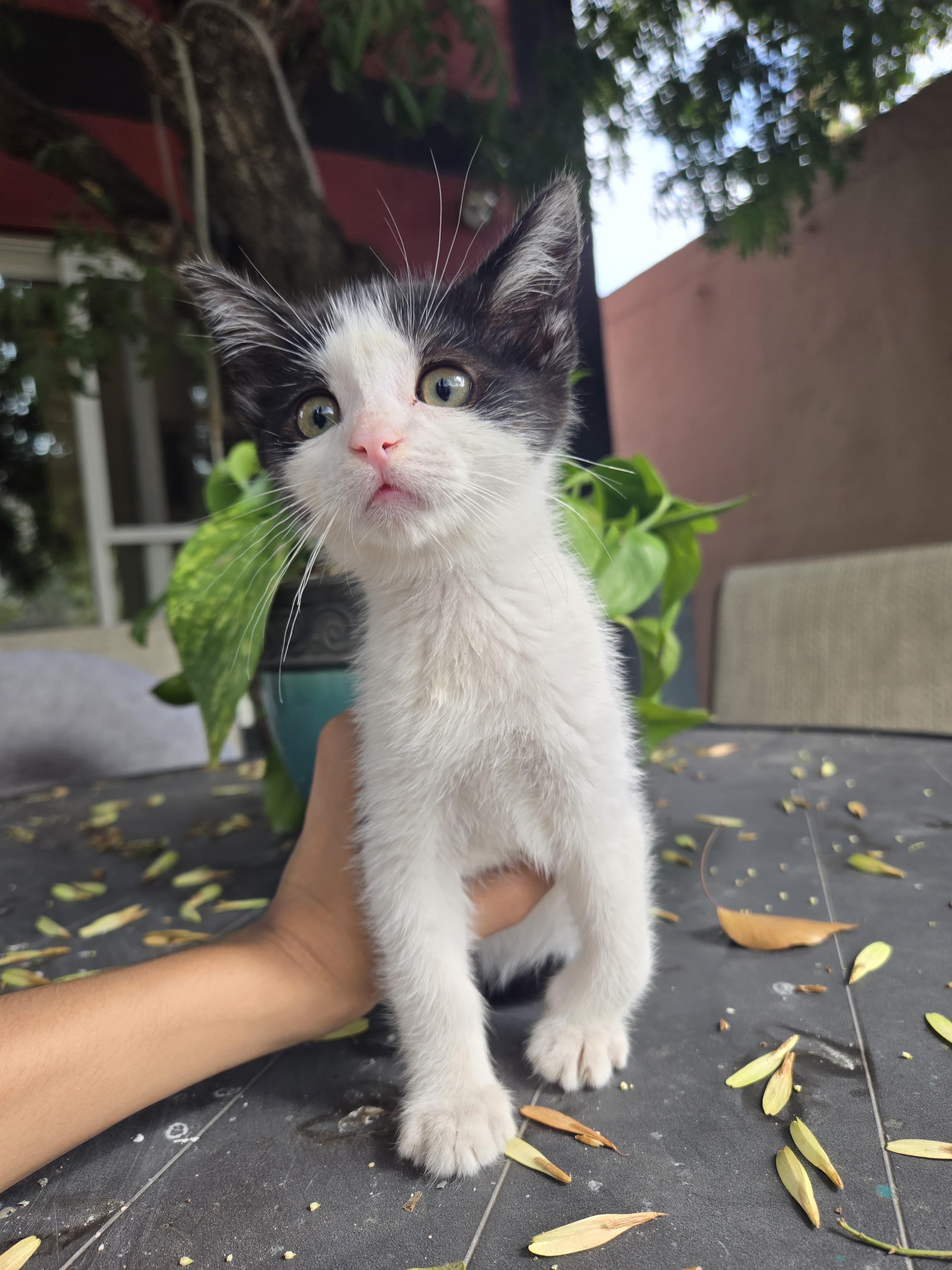 oliver, a Adoptable mixed breed in Tijuana, BCN image 2/4