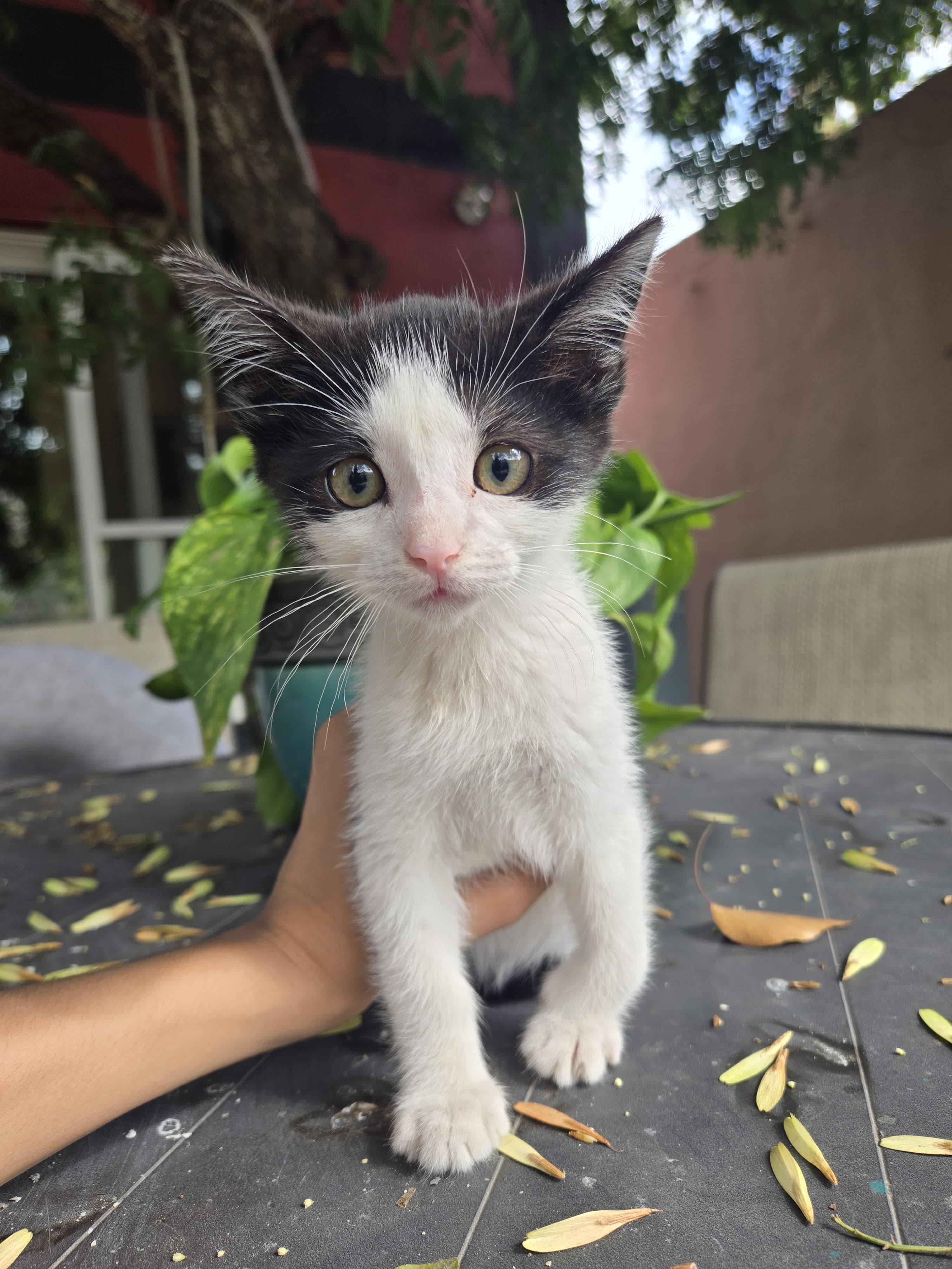 oliver, a Adoptable mixed breed in Tijuana, BCN image 3/4