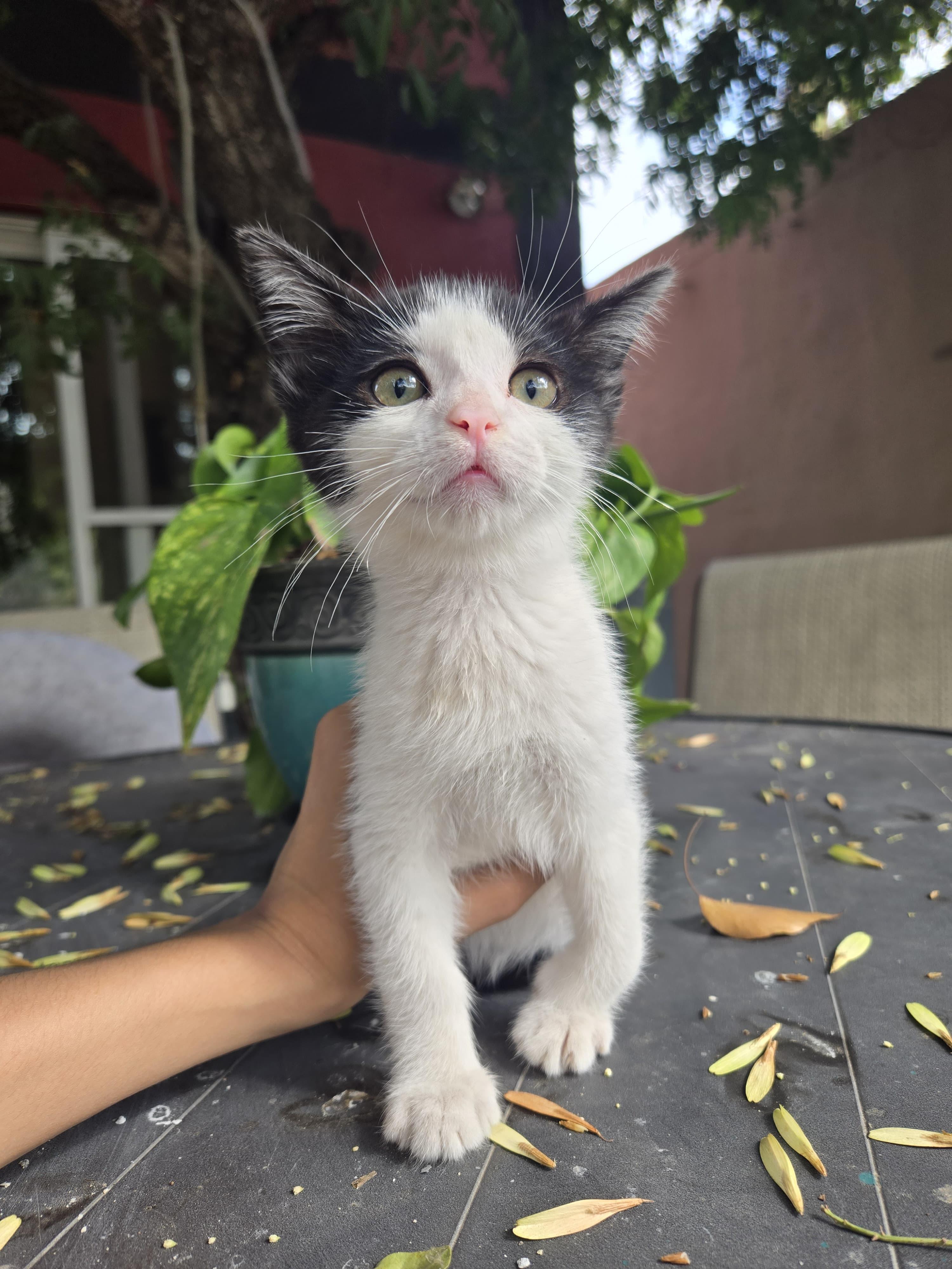 oliver, a Adoptable mixed breed in Tijuana, BCN image 4/4
