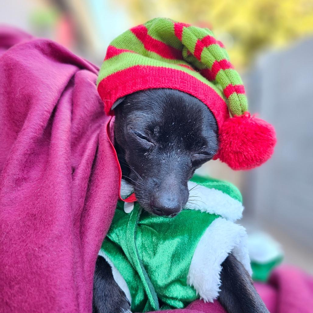 Annie, Adoptable, Adult Female Chihuahua.