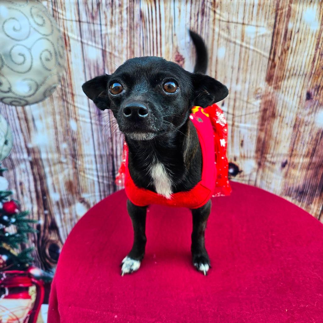 Enlarge Annie, a Adoptable Chihuahua in Chandler, AZ image 2/4