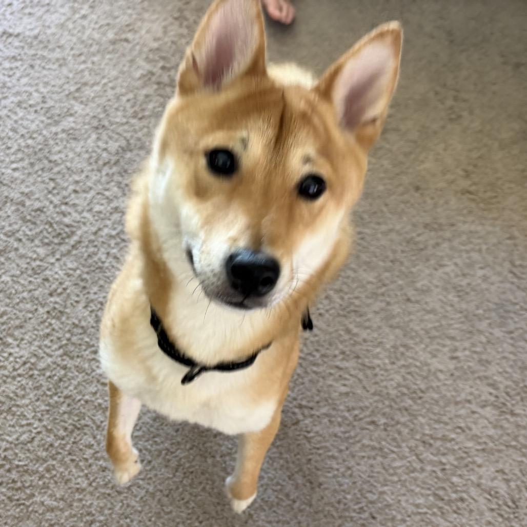Enlarge Sushi, a Adoptable Shiba Inu in Las Vegas, NV image 1/6