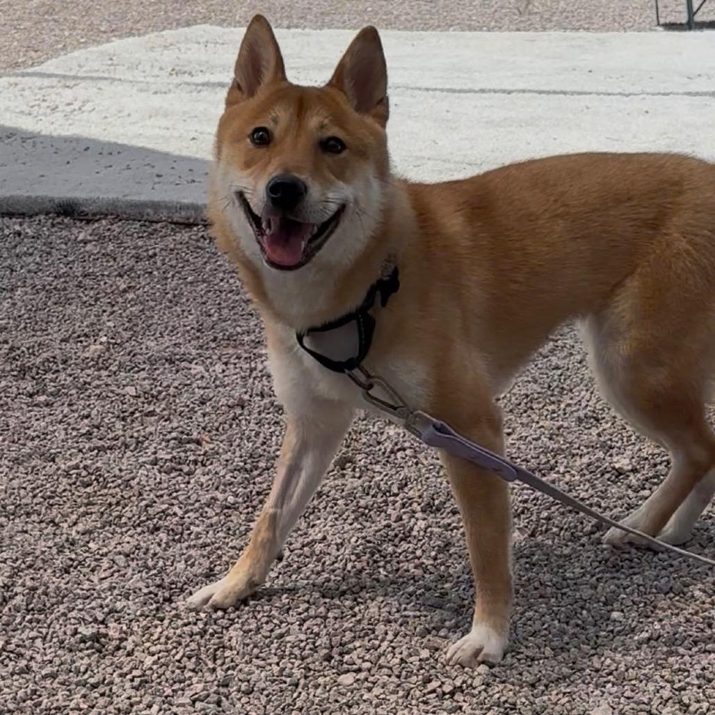 Enlarge Sushi, a Adoptable Shiba Inu in Las Vegas, NV image 2/6