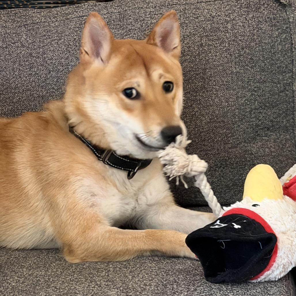 Enlarge Sushi, a Adoptable Shiba Inu in Las Vegas, NV image 3/6